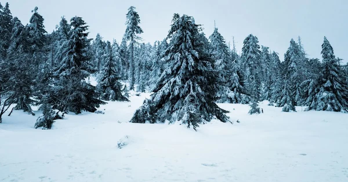 Créer une playlist musicale parfaite pour Noël